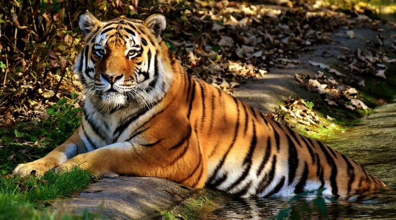 Tadoba Andhari Tiger Reserve Maharashtra Townparle In
